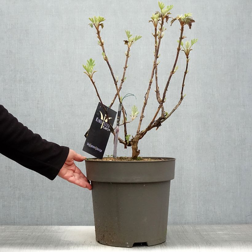 Hydrangea quercifolia Ruby Slippers 7.5L/10L pot sample as delivered in spring