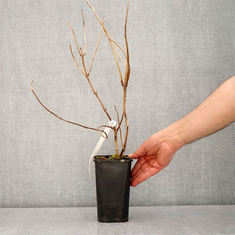 Hydrangea Renaissance 1.5L/2L pot sample as delivered in spring