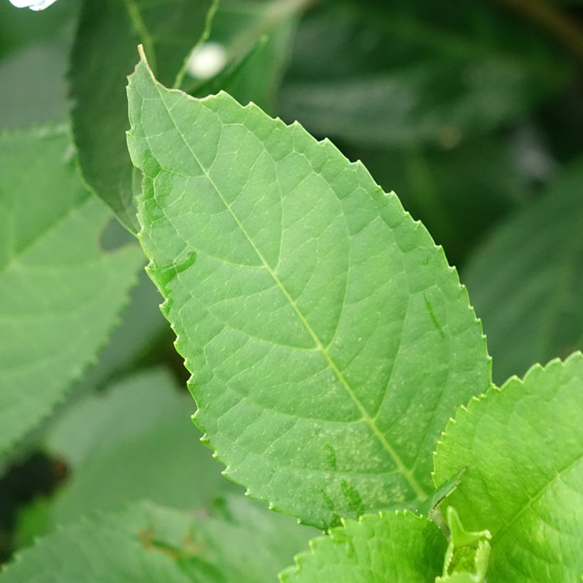 Hydrangea Renaissance (Foliage)
