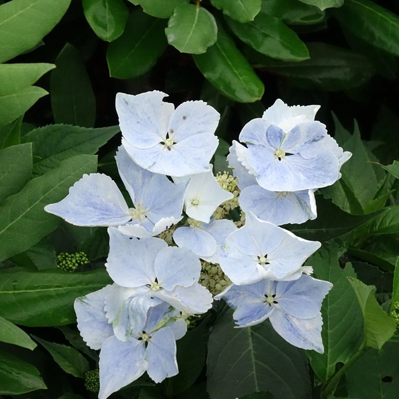 Hydrangea Renaissance (Flowering)