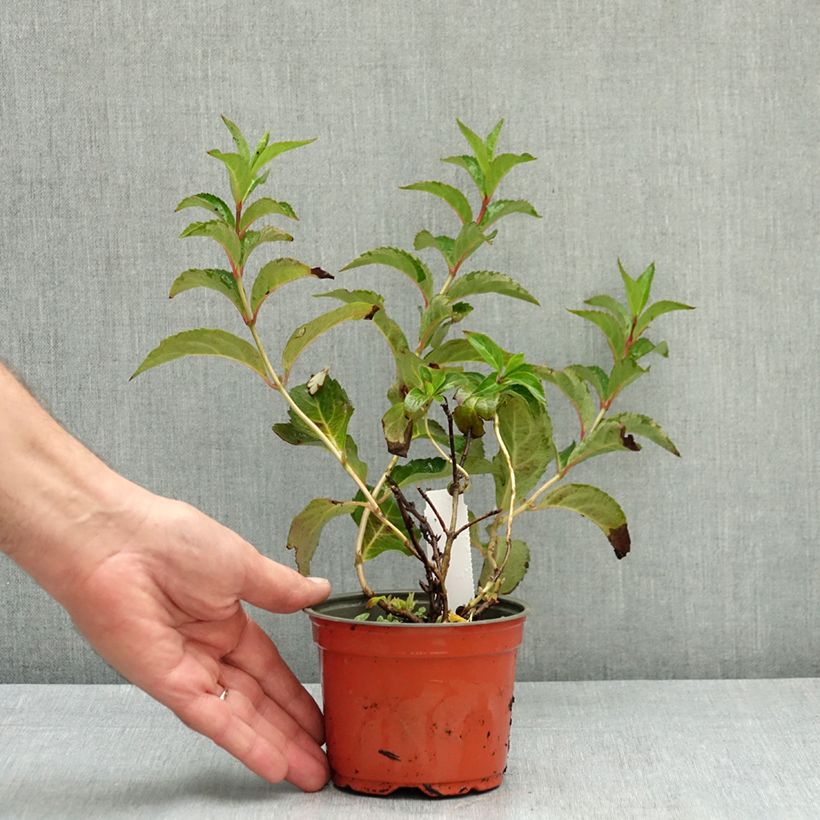 Hydrangea scandens First Love® 12cm pot sample as delivered in summer