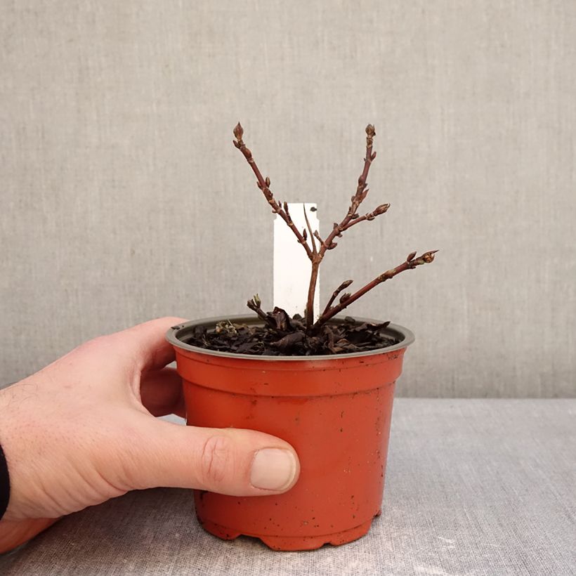 Hortensia - Hydrangea scandens First Love 12cm pot sample as delivered in winter