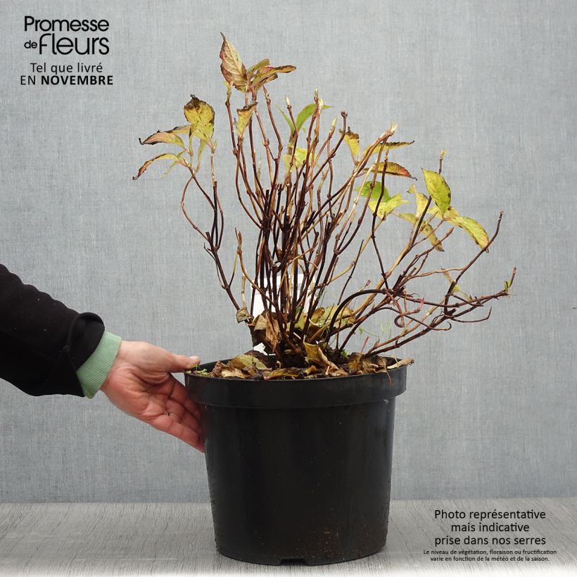 Hydrangea serrata Avelroz - Mountain Hydrangea 7.5L/10L pot sample as delivered in autumn