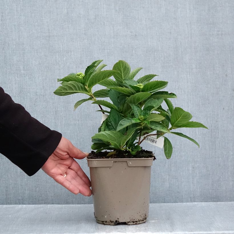 Hydrangea serrata Bleuet 3L/4L pot sample as delivered in autumn