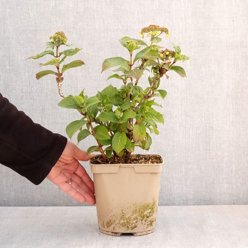 Hydrangea serrata Bleuet 3L/4L pot sample as delivered in spring