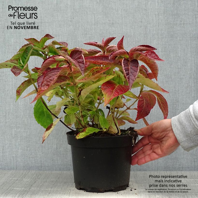 Hydrangea serrata Blue Bird - Mountain Hydrangea 3L/4L pot sample as delivered in autumn