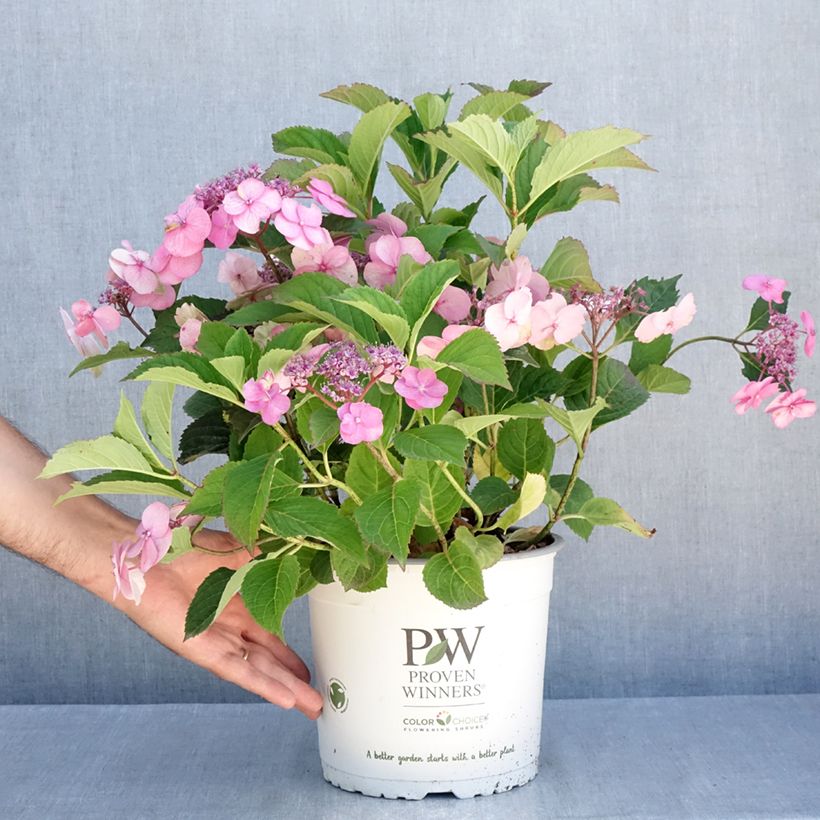 Hydrangea serrata Cotton Candy - Mountain Hydrangea 4L/5L pot sample as delivered in summer