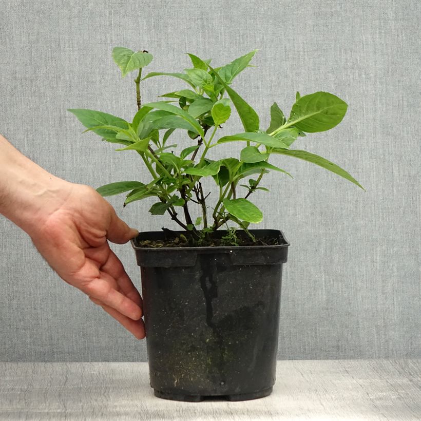 Hydrangea serrata Impératrice Eugénie - Mountain Hydrangea 2L/3L pot sample as delivered in spring