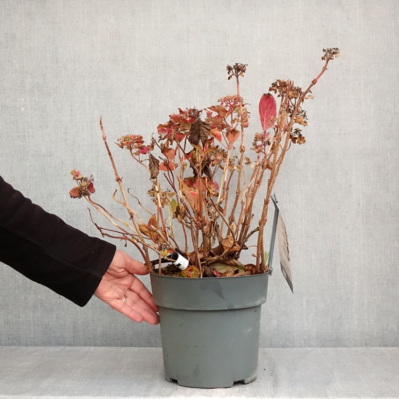 Hydrangea serrata Koreana - Mountain Hydrangea 6L/7L pot sample as delivered in autumn