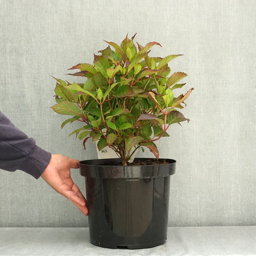 Hydrangea serrata Preziosa - Mountain Hydrangea 7.5L/10L pot sample as delivered in summer