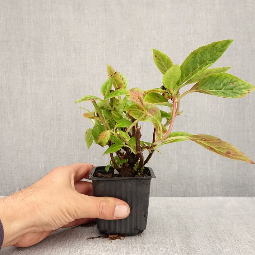 Hydrangea serrata Summer Glow 8/9 cm pot sample as delivered in autumn
