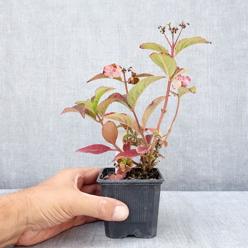 Hydrangea serrata Summer Glow 8/9 cm pot sample as delivered in summer