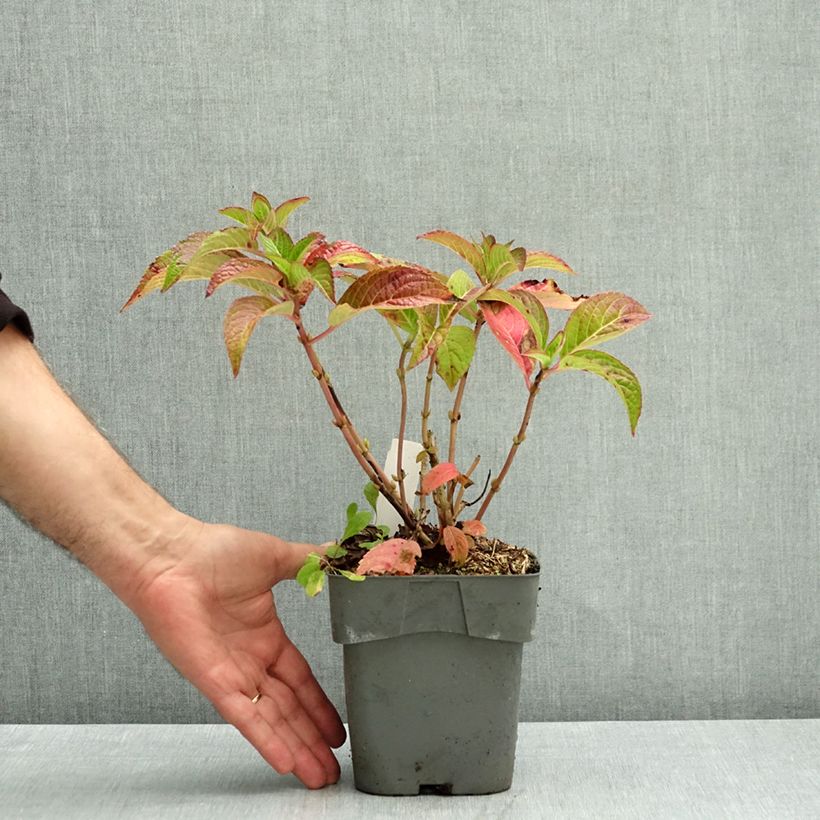 Hydrangea serrata Summer Glow 2L/3L pot sample as delivered in autumn