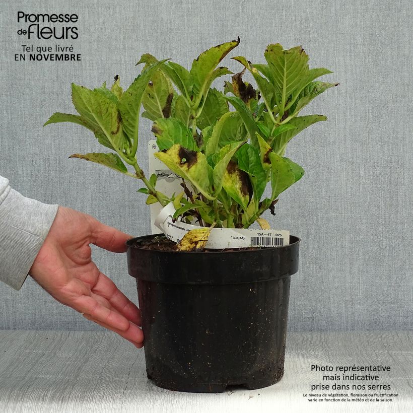 Hydrangea macrophylla Alpenglühen 2L/3L pot sample as delivered in autumn