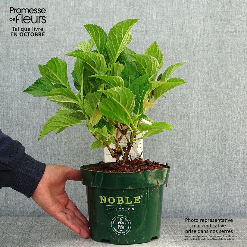 Hydrangea macrophylla Belle Séduction 3L/4L pot sample as delivered in autumn