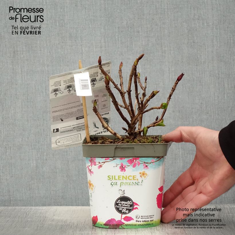 Hydrangea macrophylla Eughen Hahn 2L/3L pot sample as delivered in winter