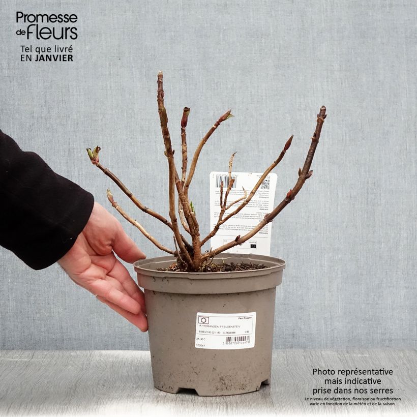 Hydrangea macrophylla Freudenstein 2L/3L pot sample as delivered in winter