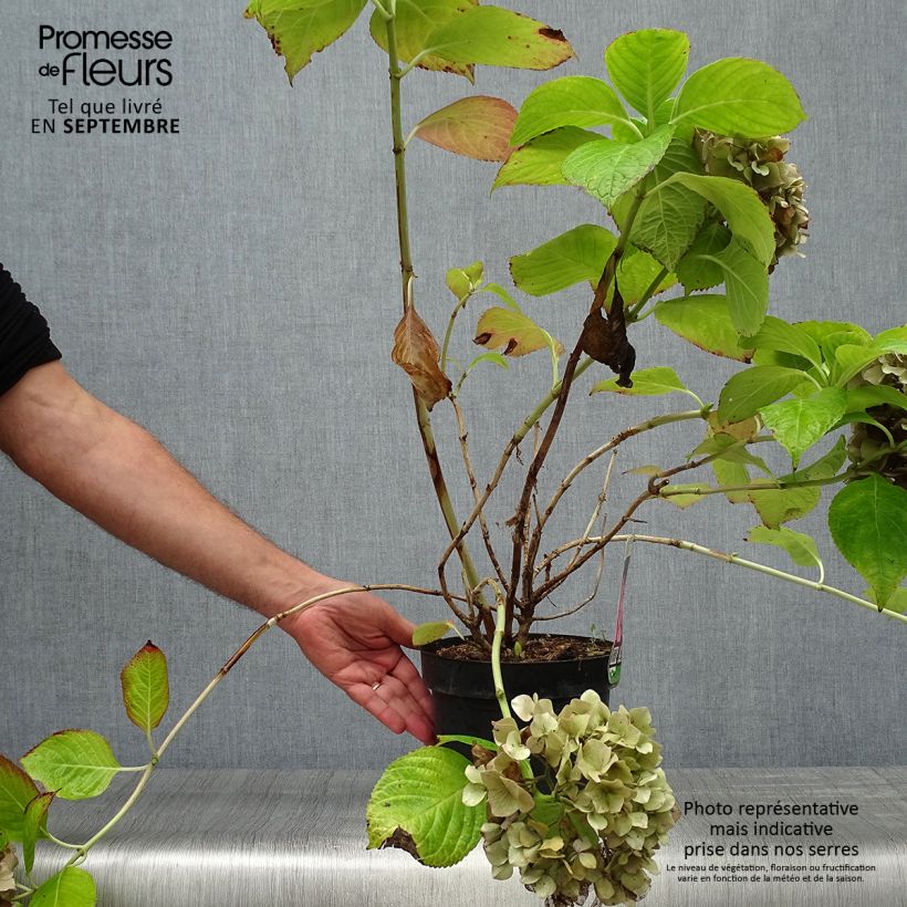 Hortensia macrophylla King George V en pot de 2l/3l sample as delivered in autumn
