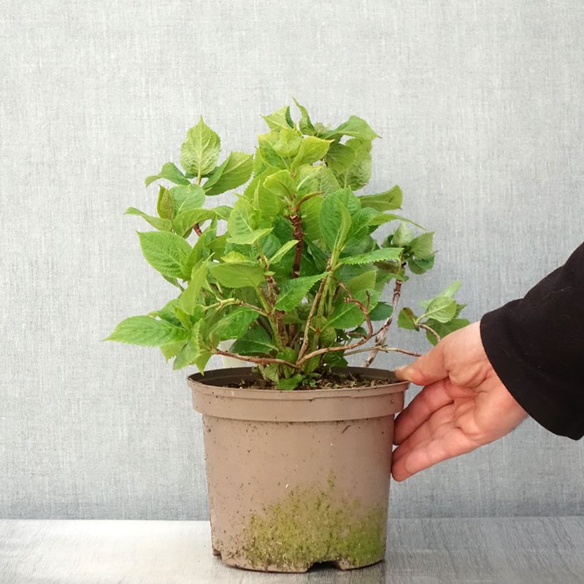 Hydrangea macrophylla Lanarth White 2L/3L pot sample as delivered in spring