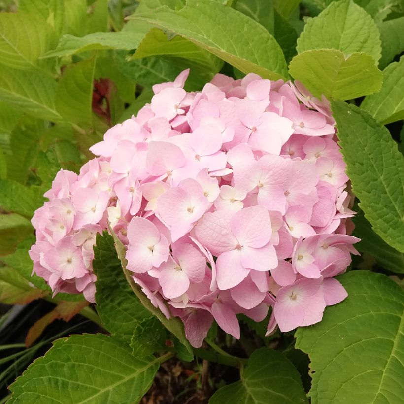 Hydrangea macrophylla Madame Plumecoq (Flowering)