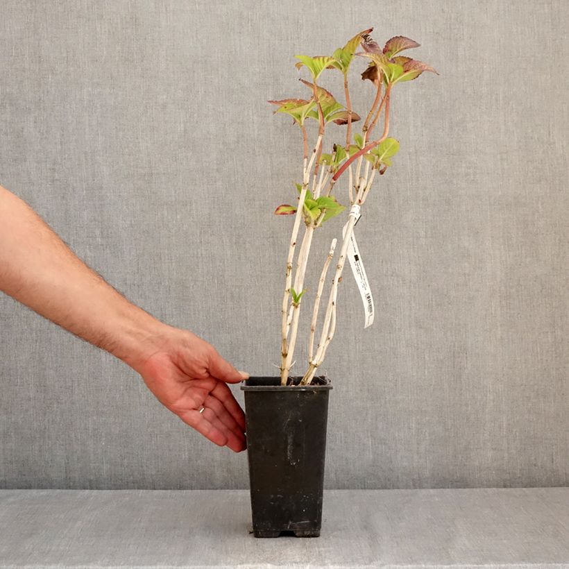 Hydrangea macrophylla Masja 2L/3L pot sample as delivered in summer