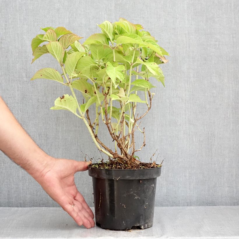 Hydrangea macrophylla Rotkehlchen 2L/3L pot sample as delivered in summer