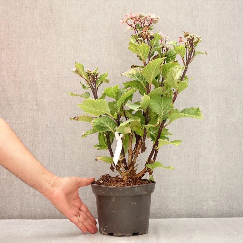 Hydrangea macrophylla So Long Aya 3L/4L pot sample as delivered in summer