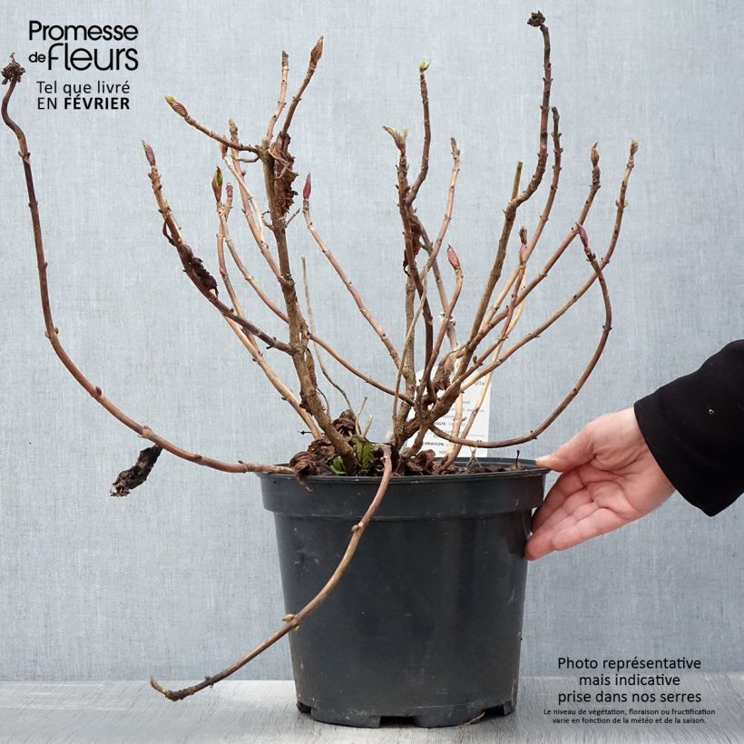 Hydrangea macrophylla Teller Red 7.5L/10L pot sample as delivered in winter