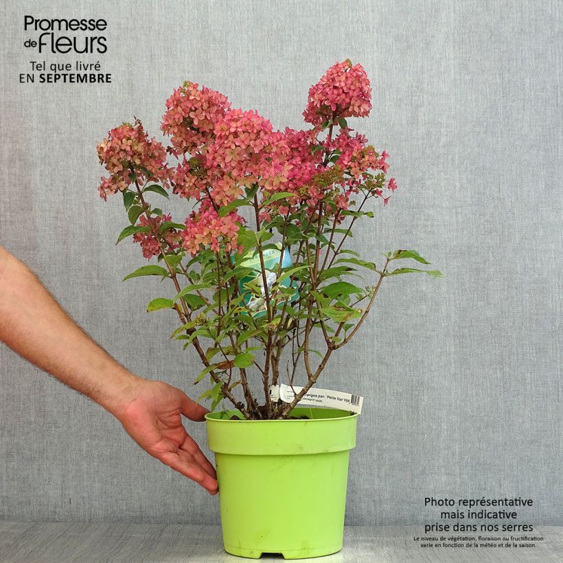 Hydrangea paniculata Petite Star 4L/5L pot sample as delivered in summer