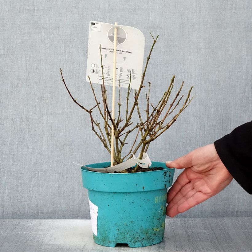 Hydrangea paniculata Petite Star 4L/5L pot sample as delivered in spring