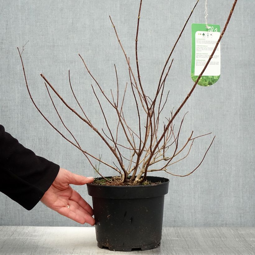 Hydrangea paniculata Tardiva 2L/3L pot sample as delivered in spring