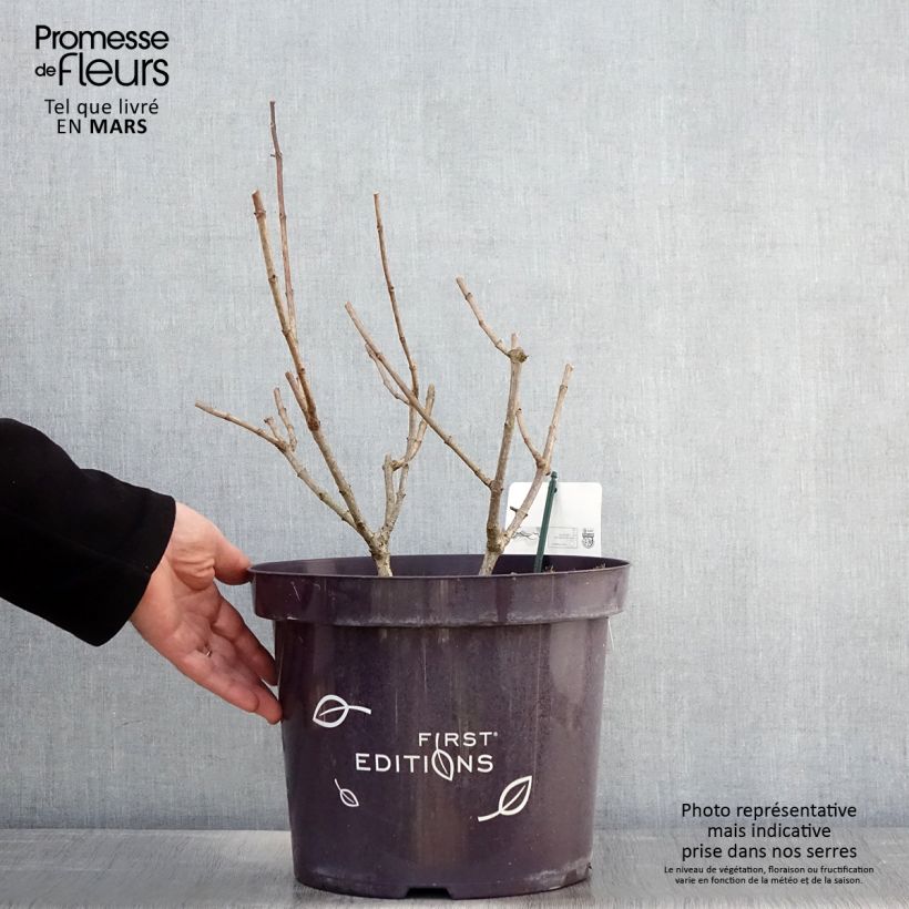 Hydrangea paniculata Tickled Pink 7.5L/10L pot sample as delivered in spring