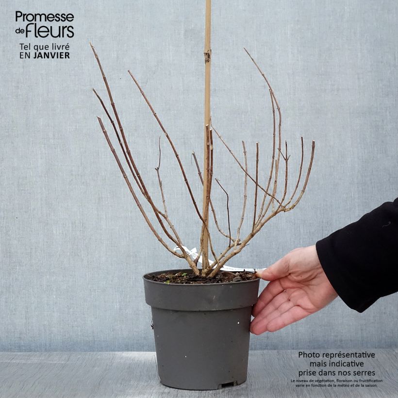 Hydrangea paniculata Little Fresco 3L/4L pot sample as delivered in winter