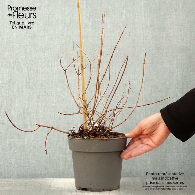 Hydrangea paniculata Little Fresco 3L/4L pot sample as delivered in spring