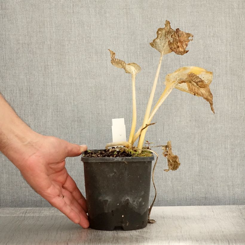 Hosta sieboldiana Abiqua Drinking Gourd 1.5L/2L pot sample as delivered in autumn