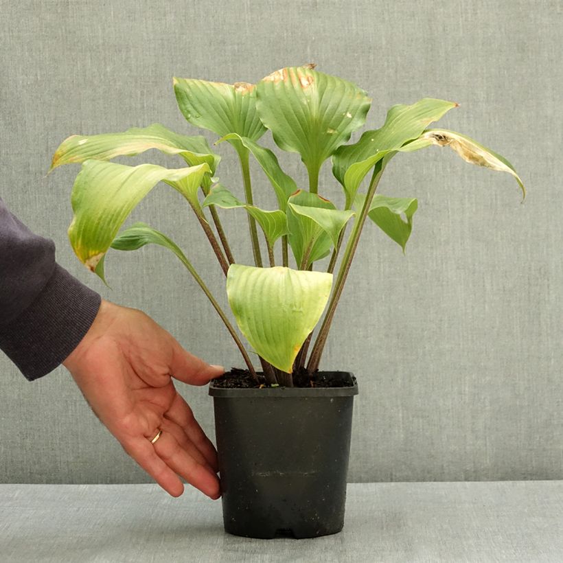 Hosta Almost 1.5L/2L pot sample as delivered in summer