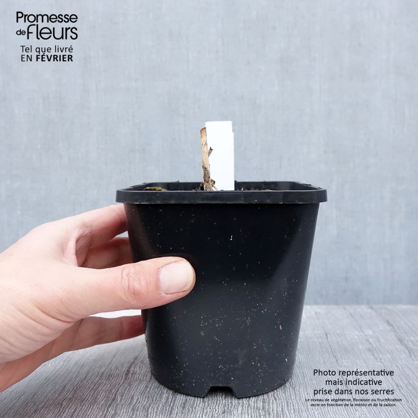 Hosta Almost 1.5L/2L pot sample as delivered in winter