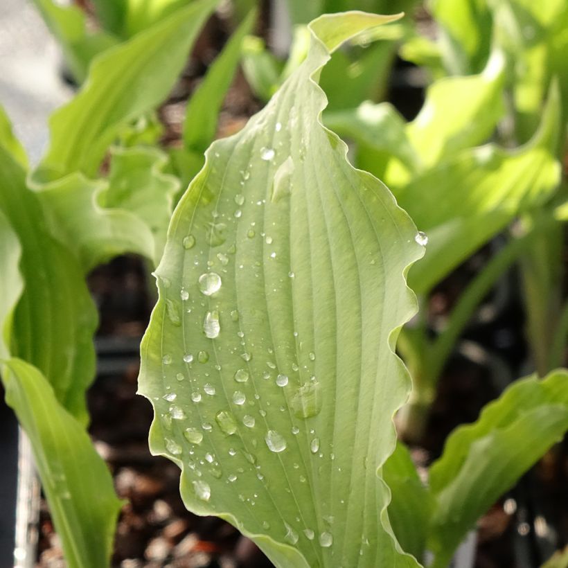 Hosta Atomic Elvis (Foliage)