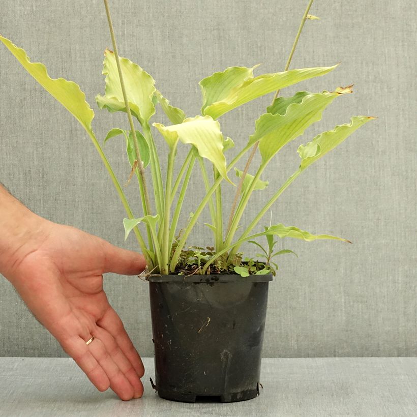 Hosta Atomic Elvis Pot de 1,5L/2L sample as delivered in summer