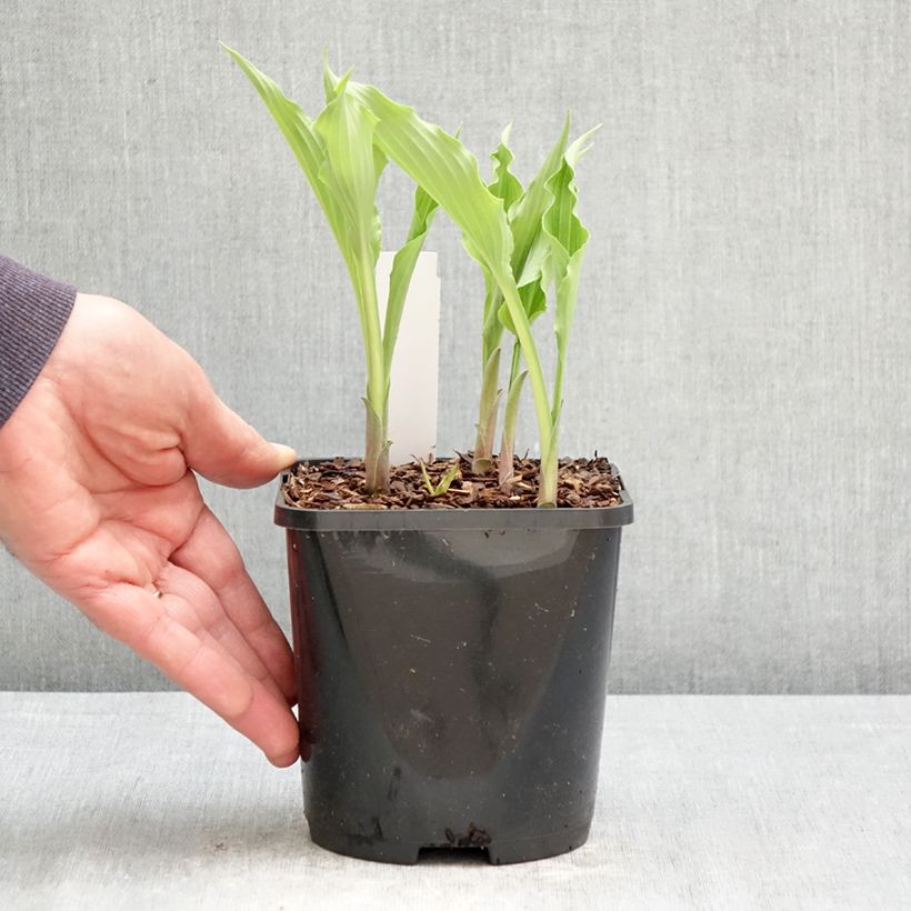 Hosta Atomic Elvis 1.5L/2L pot sample as delivered in spring