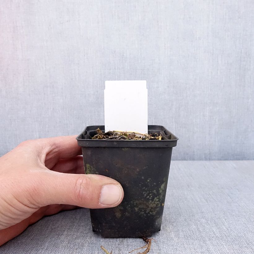 Hosta Austin Dickinson 8/9 cm pot sample as delivered in spring