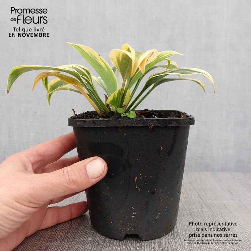Hosta Autumn Frost 1.5L/2L pot sample as delivered in autumn