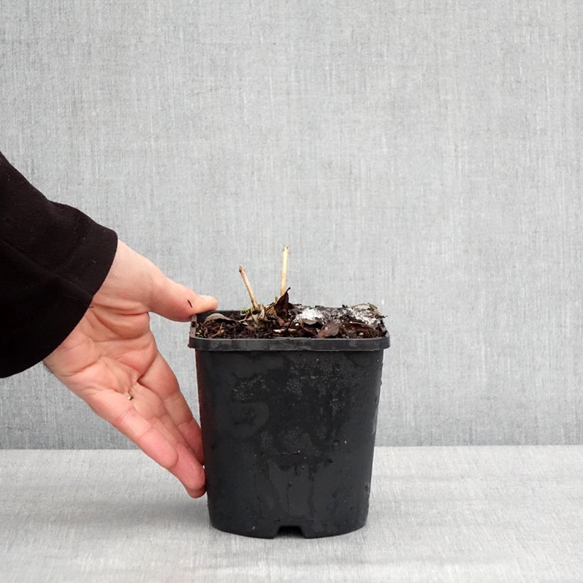 Hosta Ayesha 1.5L/2L pot sample as delivered in winter