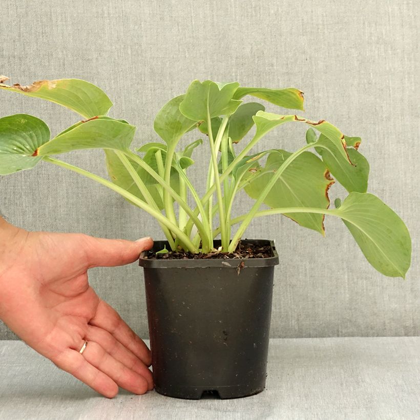 Hosta Blue Cadet 1.5L/2L pot sample as delivered in summer