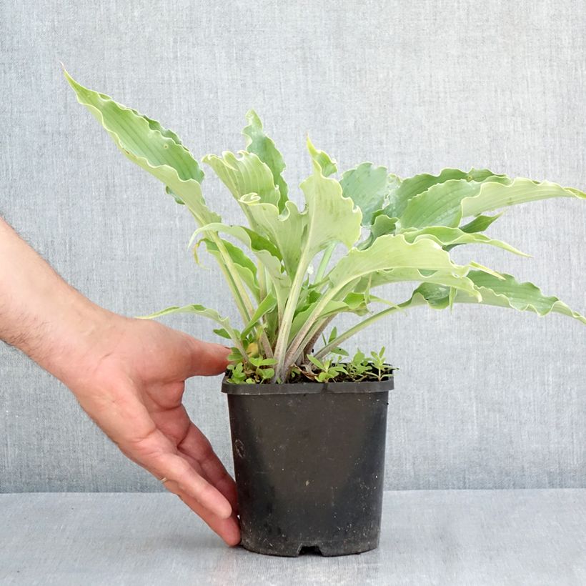 Hosta  Blue Cascade - Plantain Lily 1.5L/2L pot sample as delivered in spring