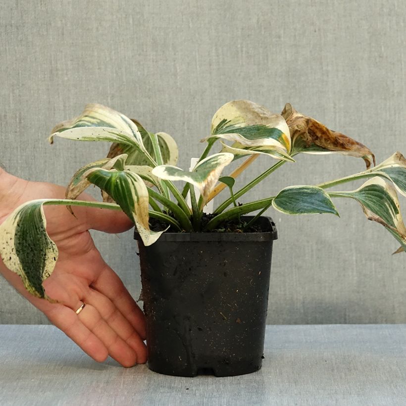 Hosta tardiana Blue Ivory 1.5L/2L pot sample as delivered in autumn