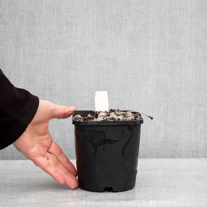 Hosta Blue Mammoth 1.5L/2L pot sample as delivered in winter