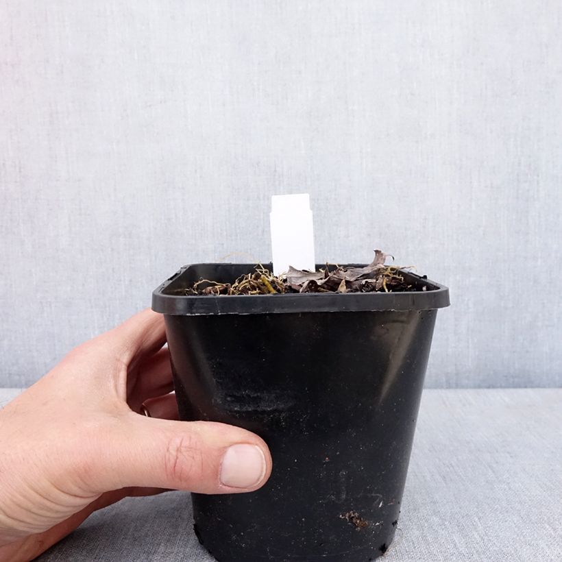 Hosta Blue Mammoth 1.5L/2L pot sample as delivered in spring