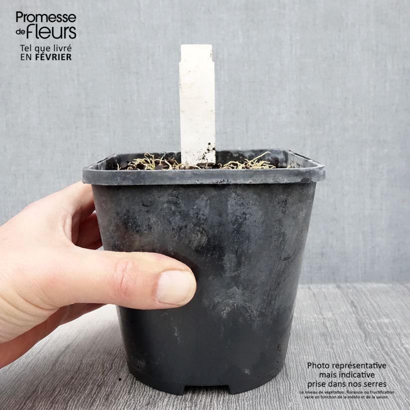 Hosta Blue Mouse Ears 1.5L/2L pot sample as delivered in winter