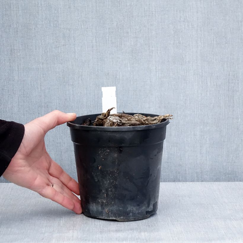 Hosta Bridal Falls 1.5L/2L pot sample as delivered in winter